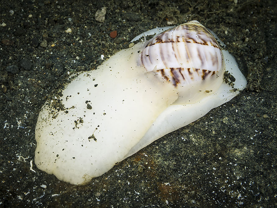 Mammilla simiae